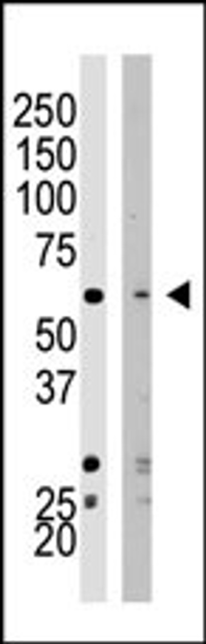 Western blot analysis of SET07 polyclonal antibody in HeLa cell lysate (Lane 1) and NIH/3T3 cell lysate (Lane 2)