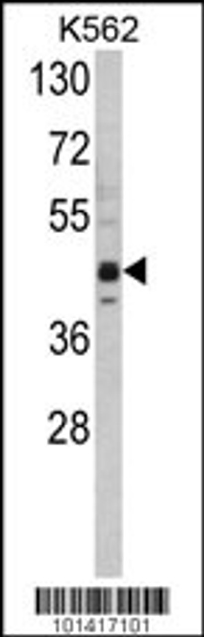 Western blot analysis of SET07 Antibody in K562 cell line lysates (35ug/lane)