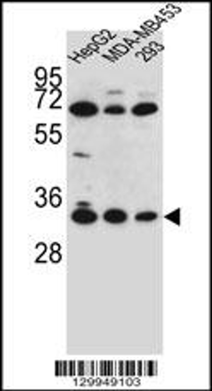 Western blot analysis in HepG2, MDA-MB453, 293 cell line lysates (35ug/lane) .
