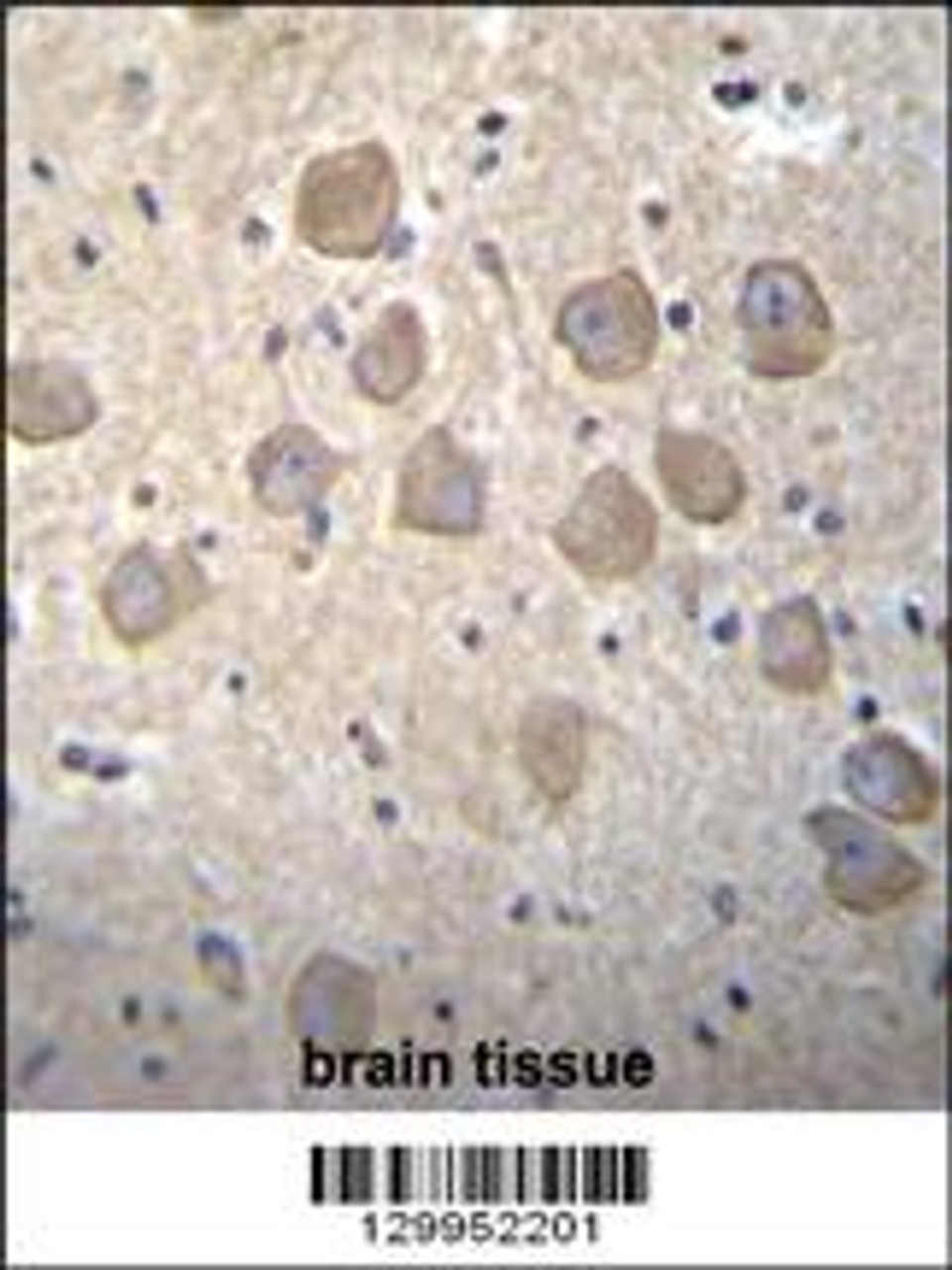 OR4K2 Antibody immunohistochemistry analysis in formalin fixed and paraffin embedded human brain tissue followed by peroxidase conjugation of the secondary antibody and DAB staining.