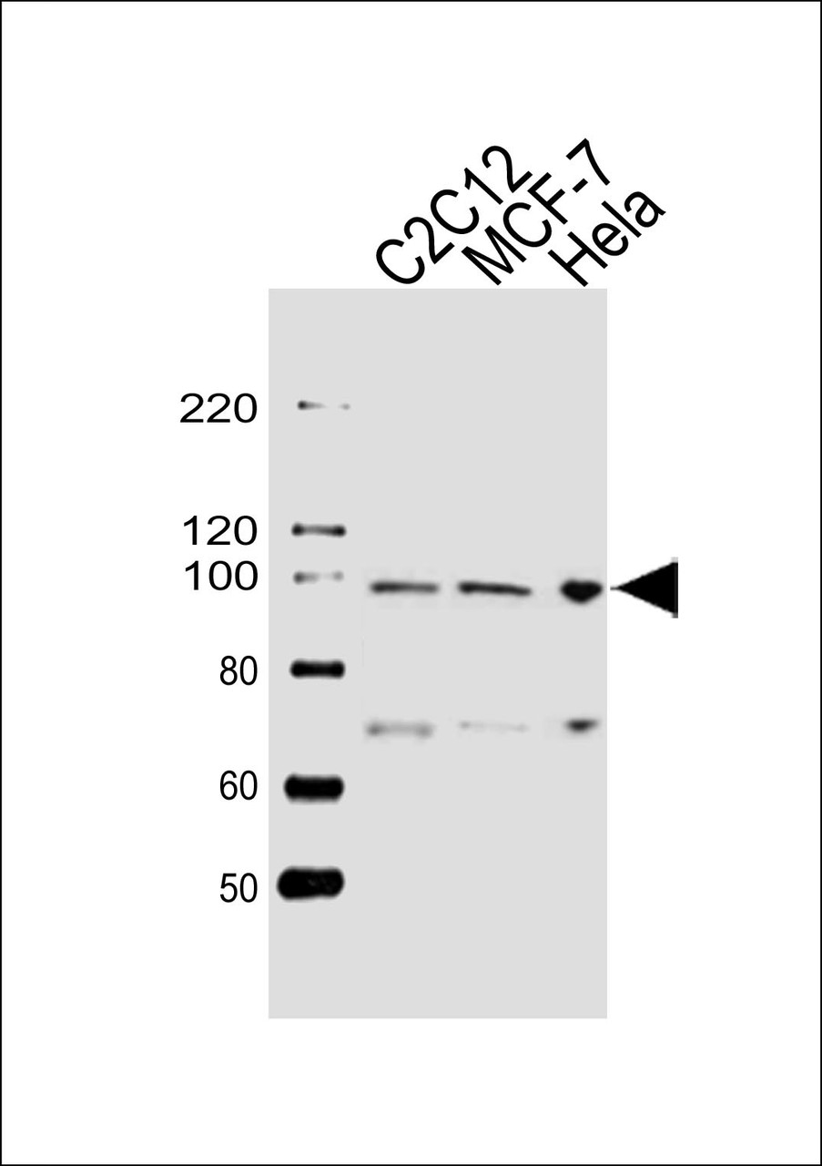 Western blot analysis of lysates from C2C12, MCF-7, Hela cell line (from left to right) , using HSP90B1 Antibody at 1:1000 at each lane.