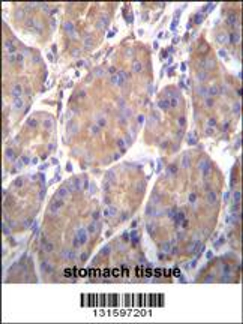 HSP90B1 Antibody immunohistochemistry analysis in formalin fixed and paraffin embedded human stomach tissue followed by peroxidase conjugation of the secondary antibody and DAB staining.