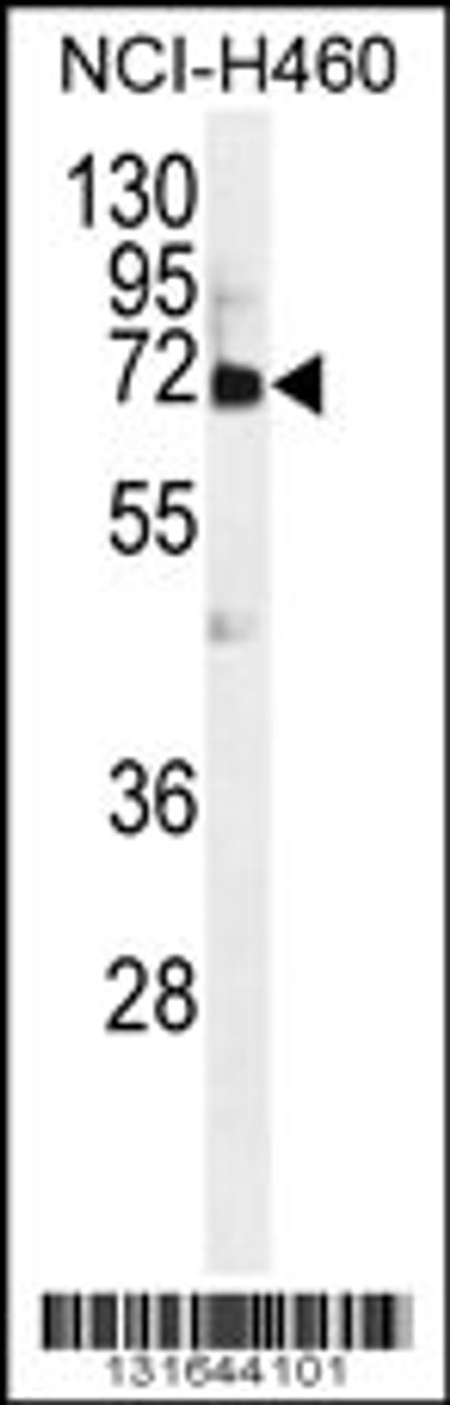 Western blot analysis in NCI-H460 cell line lysates (35ug/lane) .