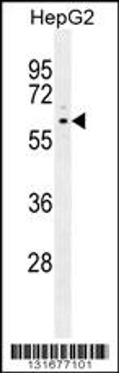 Western blot analysis in HepG2 cell line lysates (35ug/lane) .