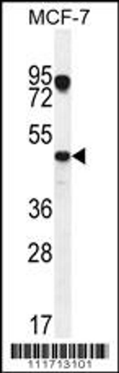 Western blot analysis in MCF-7 cell line lysates (35ug/lane) .