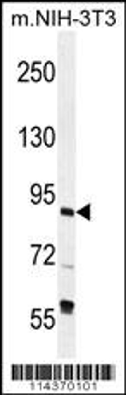 Western blot analysis in mouse NIH-3T3 cell line lysates (35ug/lane) .