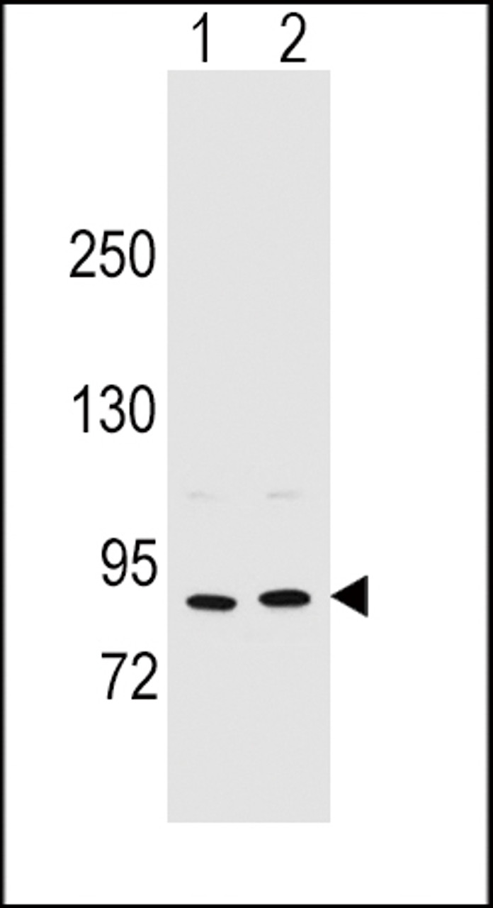 Western blot analysis in MCF-7 (lane 1) , A375 (lane 2) cell line lysates (35ug/lane) .