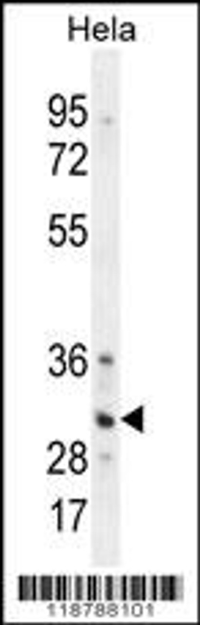 Western blot analysis in Hela cell line lysates (35ug/lane) .