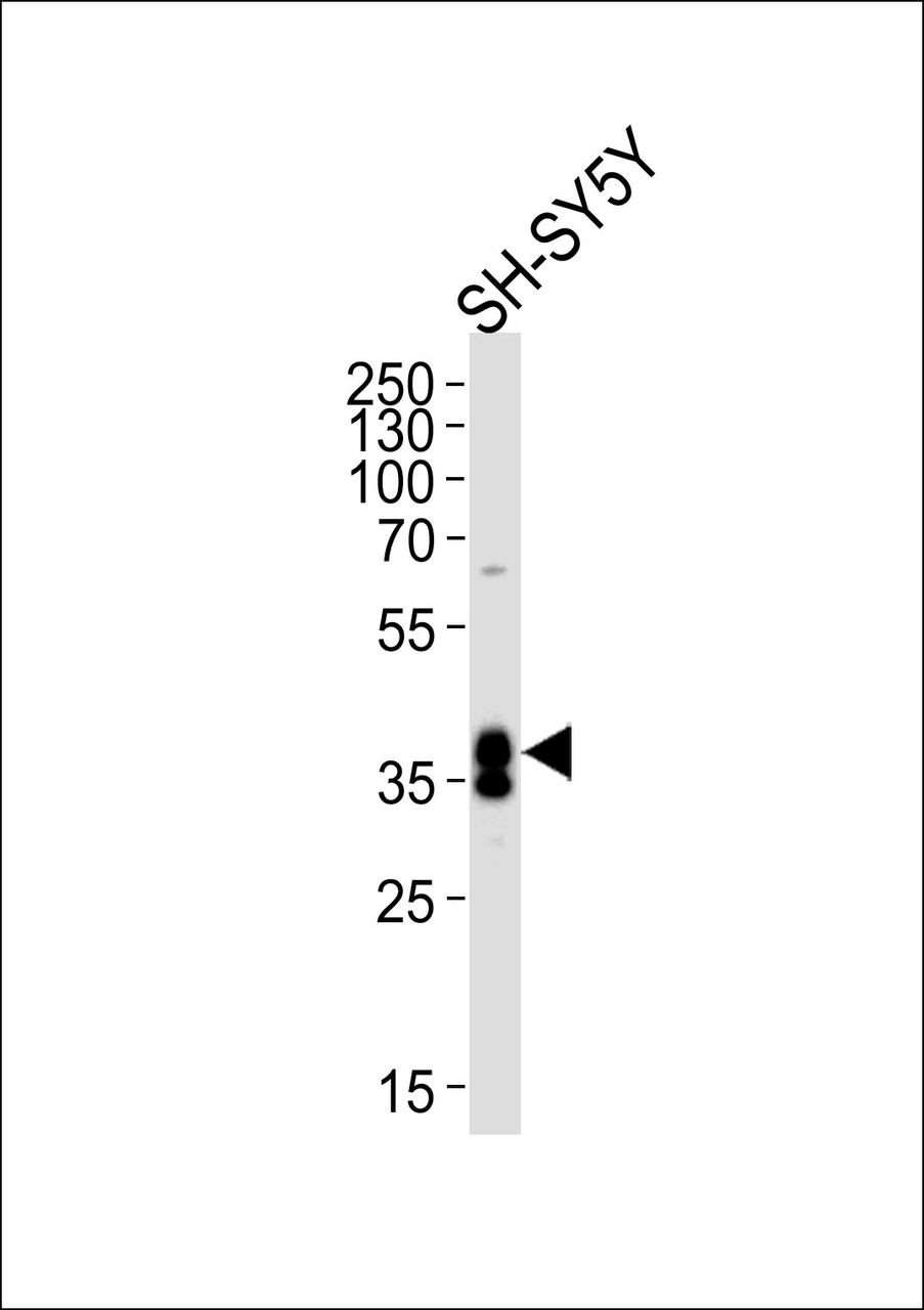 Western blot analysis of lysate from SH‑SY5Y cell line, using MSI1 Antibody at 1:1000 at each lane.