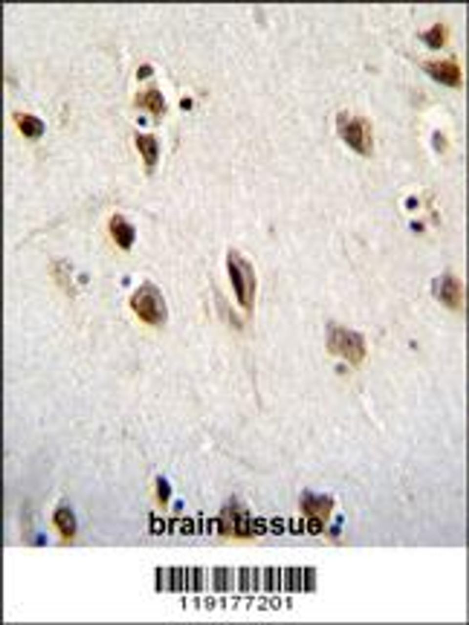 MSI1 Antibody immunohistochemistry analysis in formalin fixed and paraffin embedded human brain tissue followed by peroxidase conjugation of the secondary antibody and DAB staining.