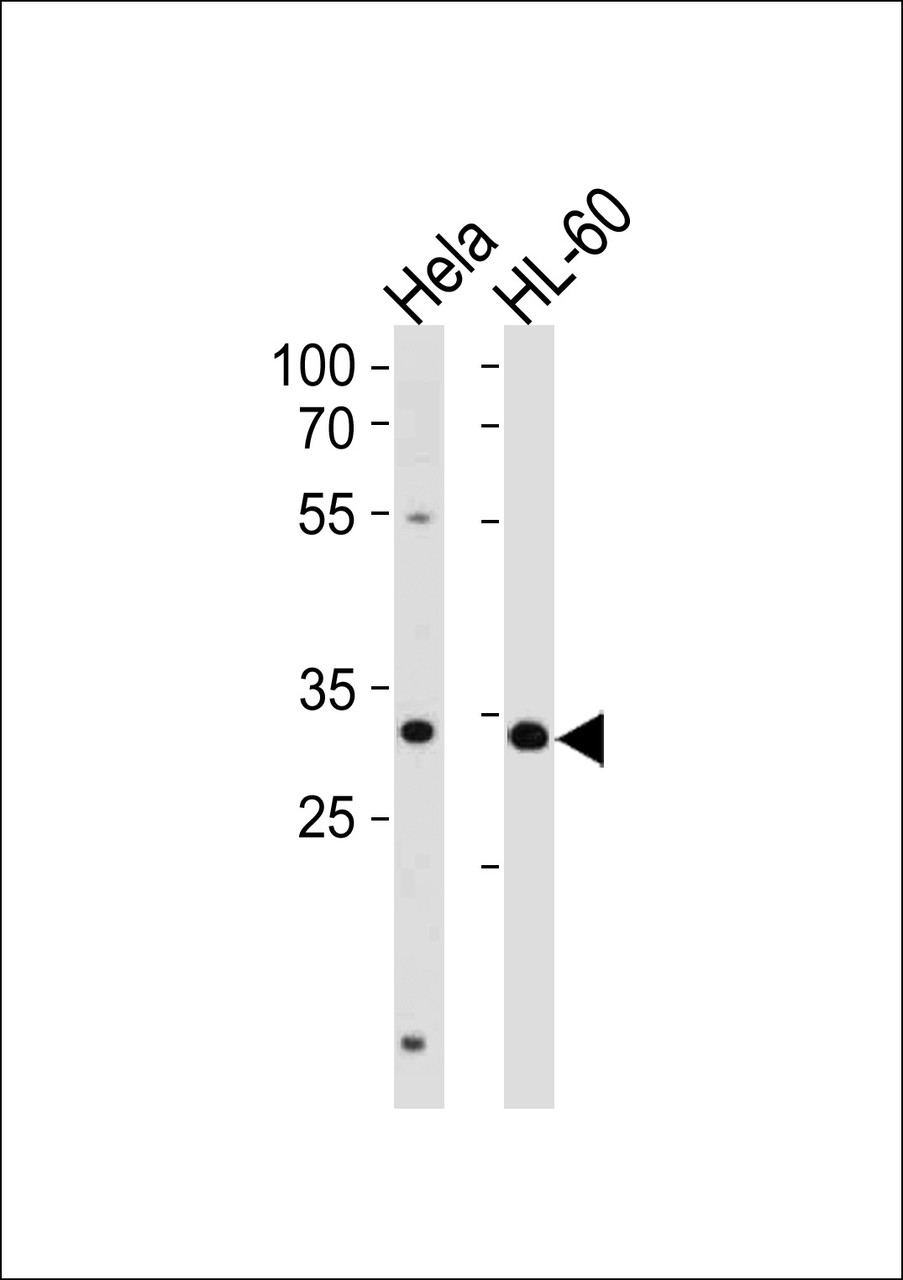 Western blot analysis in Hela, HL-60 cell line lysates (35ug/lane) .