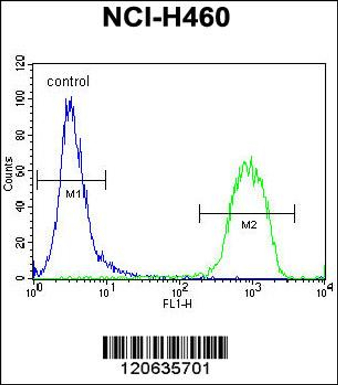 Flow cytometric analysis of NCI-H460 cells (right histogram) compared to a negative control cell (left histogram) .FITC-conjugated goat-anti-rabbit secondary antibodies were used for the analysis.