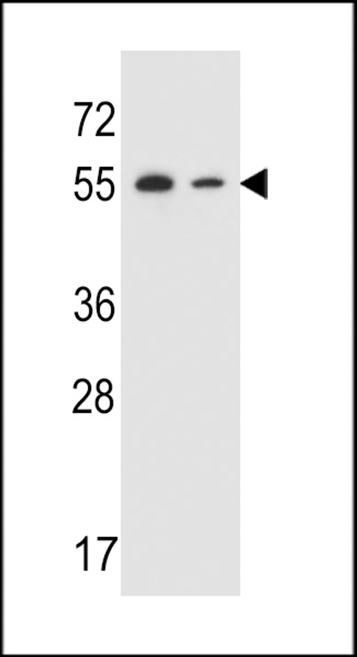 Western blot analysis in NCI-H292, HepG2 cell line lysates (35ug/lane) .