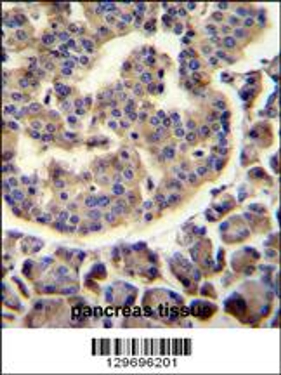 TRIM72 Antibody immunohistochemistry analysis in formalin fixed and paraffin embedded human pancreas tissue followed by peroxidase conjugation of the secondary antibody and DAB staining.