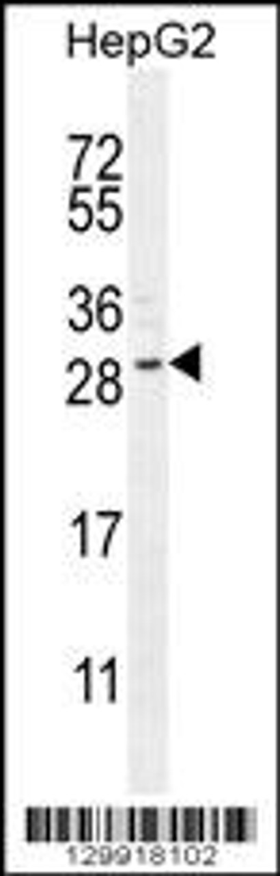 Western blot analysis in HepG2 cell line lysates (35ug/lane) .