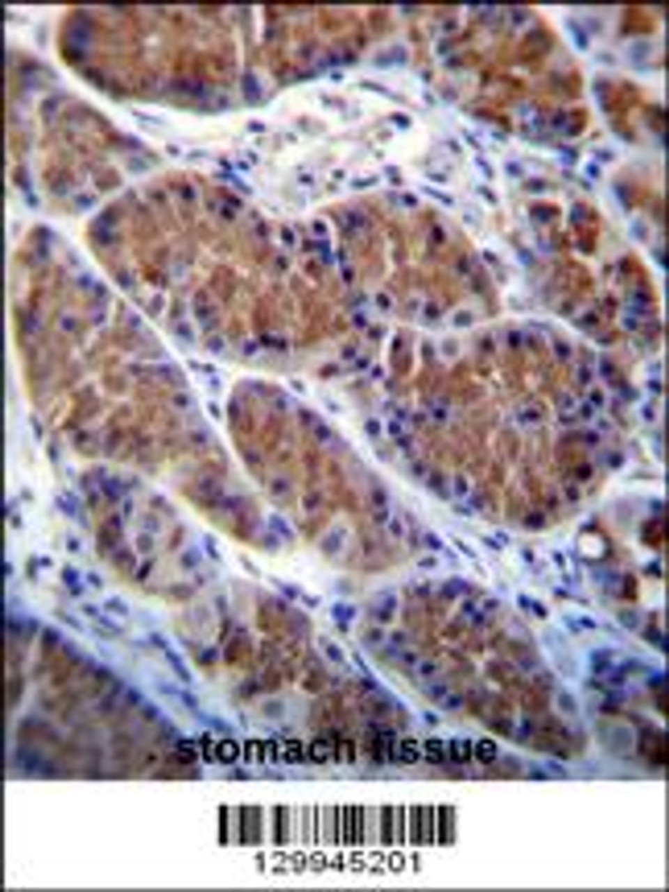 OTOP1 Antibody immunohistochemistry analysis in formalin fixed and paraffin embedded human stomach tissue followed by peroxidase conjugation of the secondary antibody and DAB staining.