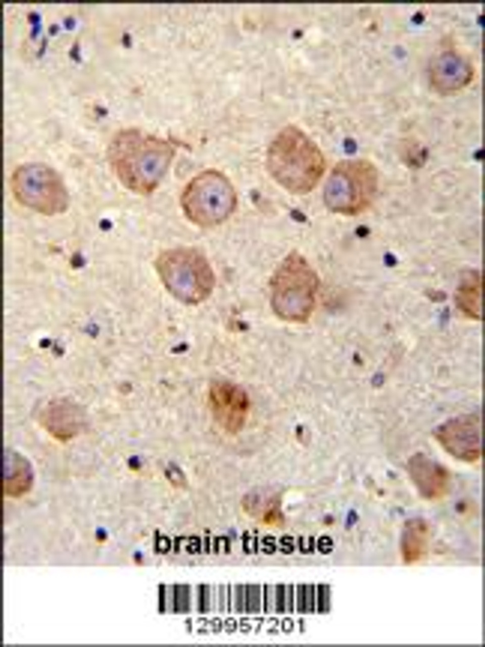 FUSSEL18 Antibody immunohistochemistry analysis in formalin fixed and paraffin embedded human brain tissue followed by peroxidase conjugation of the secondary antibody and DAB staining.