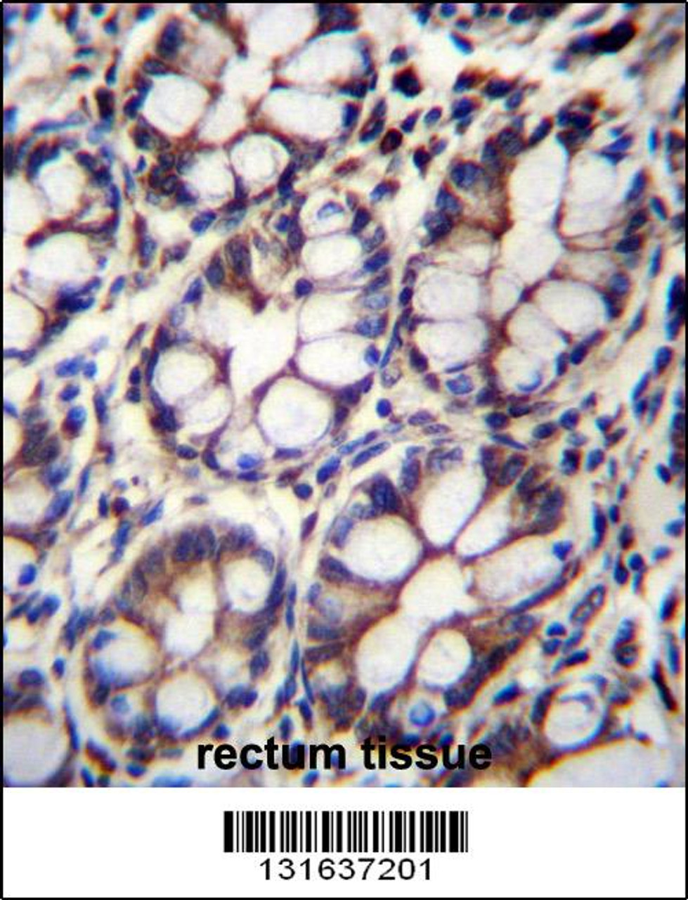 IQCA1 Antibody immunohistochemistry analysis in formalin fixed and paraffin embedded human rectum tissue followed by peroxidase conjugation of the secondary antibody and DAB staining.