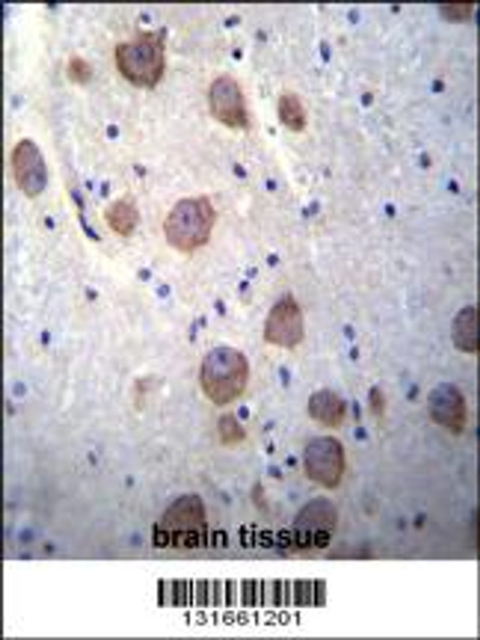 RGS7 Antibody immunohistochemistry analysis in formalin fixed and paraffin embedded human brain tissue followed by peroxidase conjugation of the secondary antibody and DAB staining.
