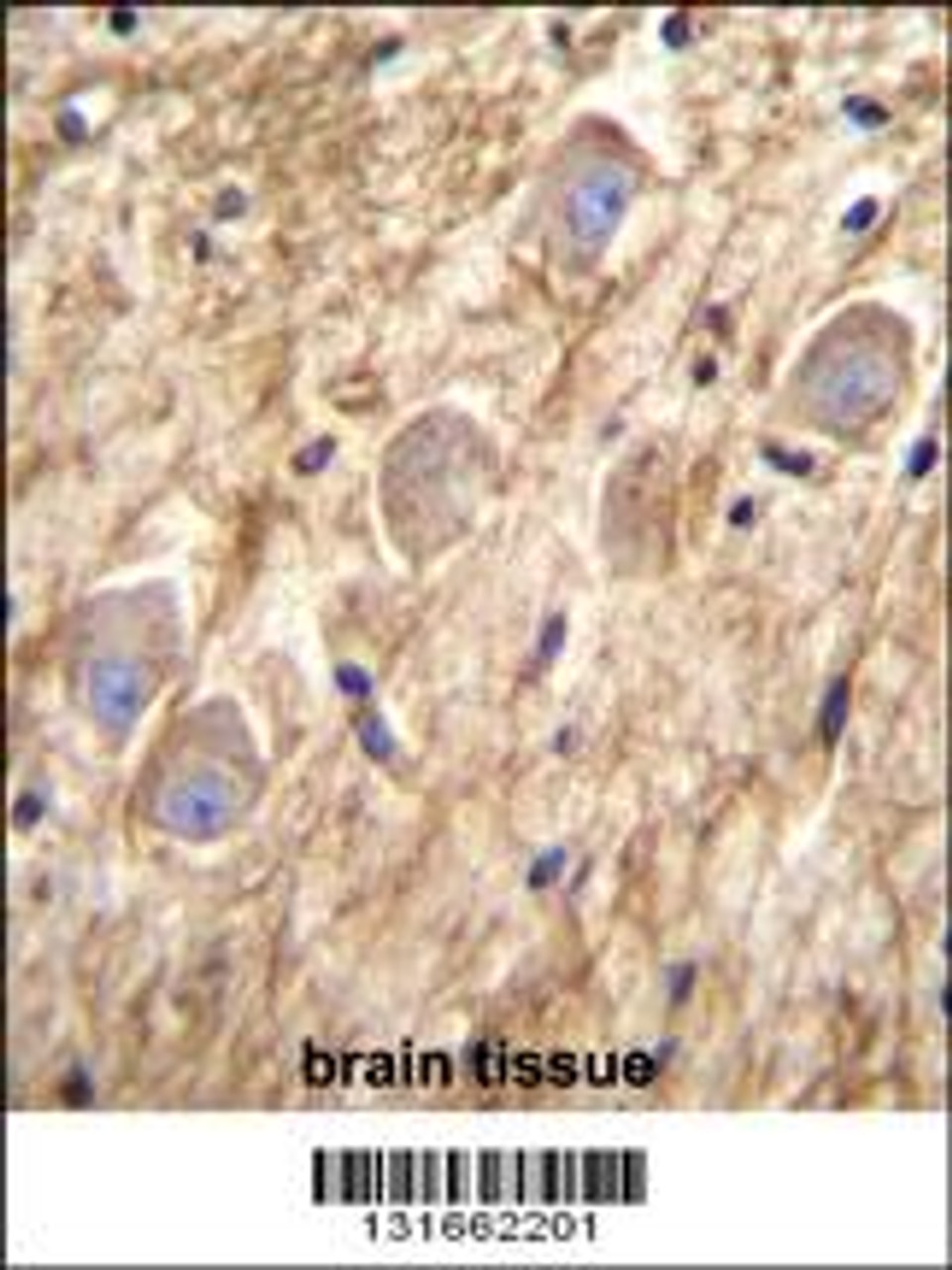 PCDHGA8 Antibody immunohistochemistry analysis in formalin fixed and paraffin embedded human brain tissue followed by peroxidase conjugation of the secondary antibody and DAB staining.