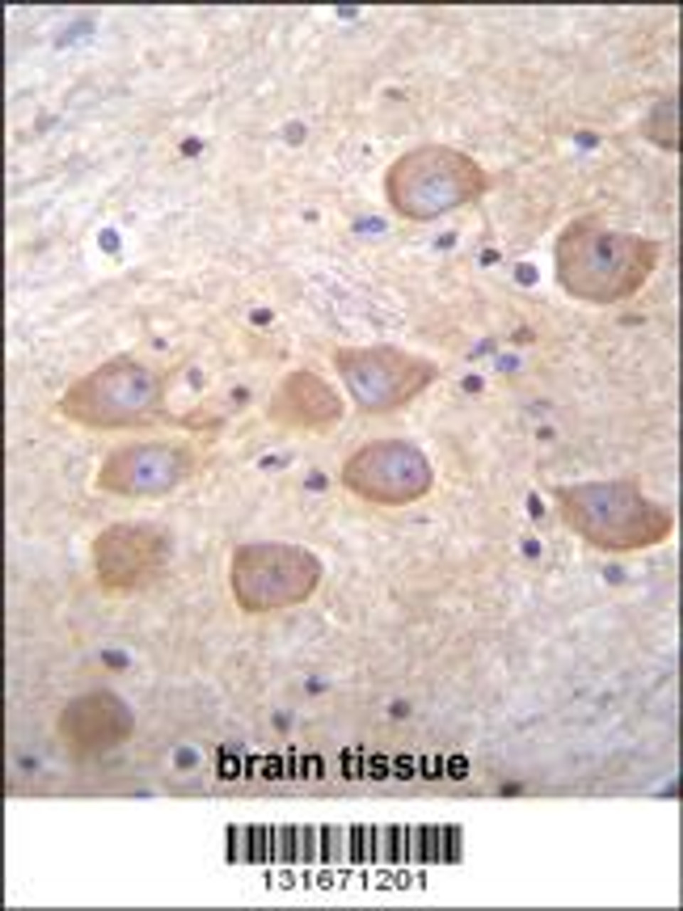PCDH1 Antibody immunohistochemistry analysis in formalin fixed and paraffin embedded human brain tissue followed by peroxidase conjugation of the secondary antibody and DAB staining.