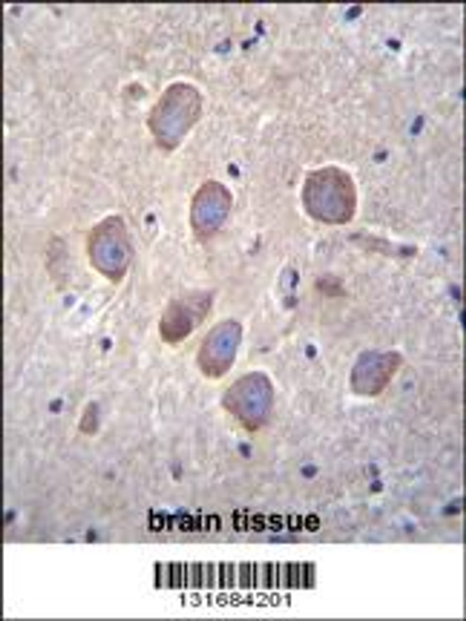 PCDHA8 Antibody immunohistochemistry analysis in formalin fixed and paraffin embedded human brain tissue followed by peroxidase conjugation of the secondary antibody and DAB staining.