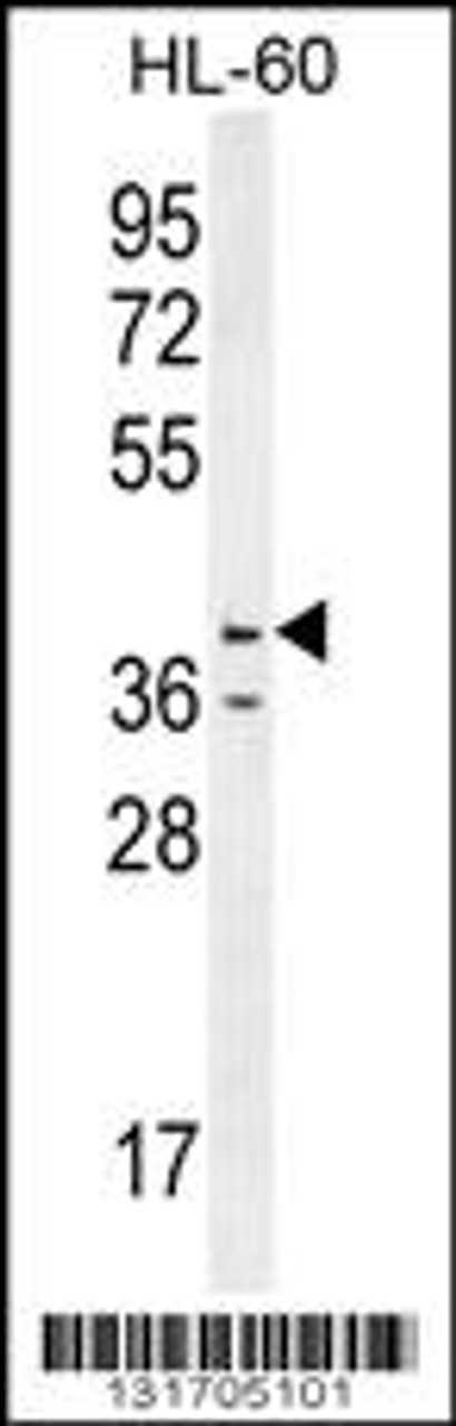 Western blot analysis in HL-60 cell line lysates (35ug/lane) .