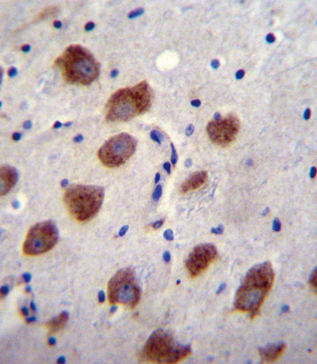 BMPR1B Antibody immunohistochemistry analysis in formalin fixed and paraffin embedded human brain tissue followed by peroxidase conjugation of the secondary antibody and DAB staining.