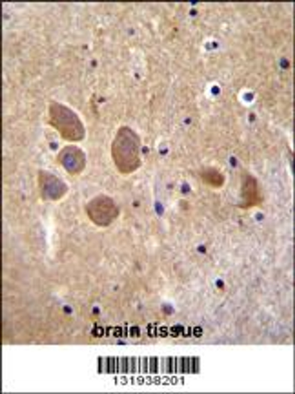 AP1M1 Antibody immunohistochemistry analysis in formalin fixed and paraffin embedded human brain tissue followed by peroxidase conjugation of the secondary antibody and DAB staining.