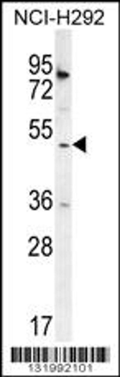 Western blot analysis in NCI-H292 cell line lysates (35ug/lane) .