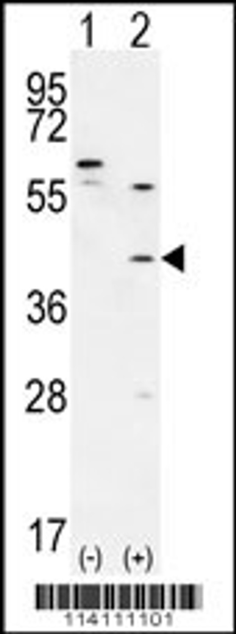 Western blot analysis of TGIF1 using rabbit polyclonal using 293 cell lysates (2 ug/lane) either nontransfected (Lane 1) or transiently transfected (Lane 2) with the TGIF1 gene.