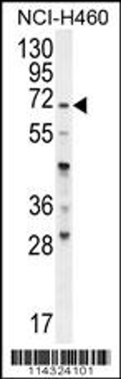 Western blot analysis in NCI-H460 cell line lysates (35ug/lane) .