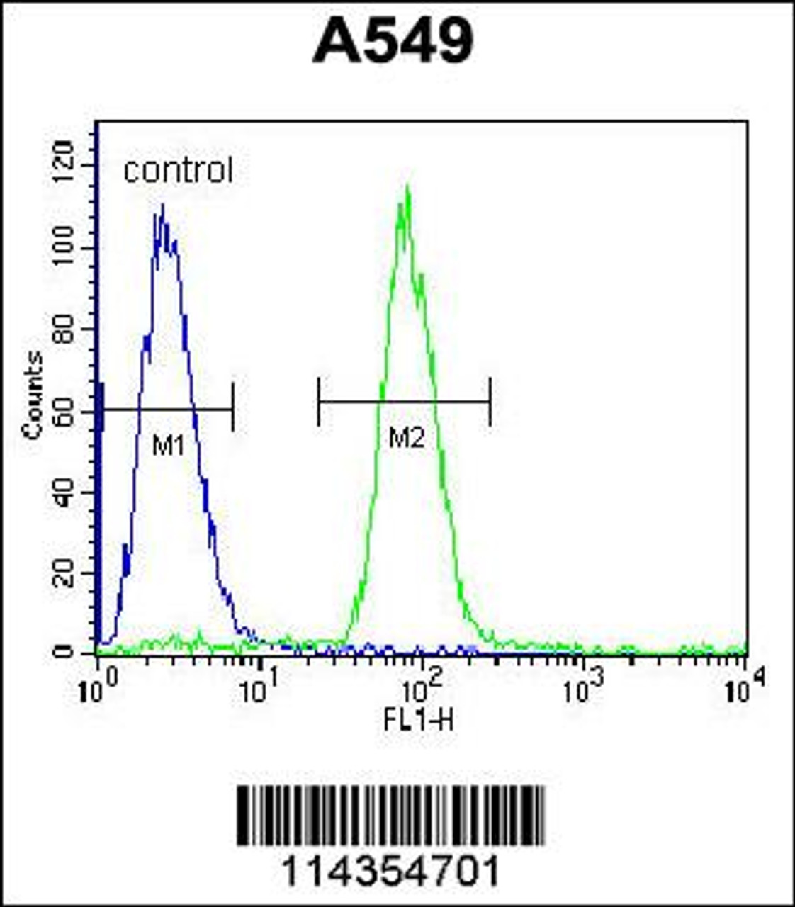 Flow cytometric analysis of A549 cells (right histogram) compared to a negative control cell (left histogram) .FITC-conjugated goat-anti-rabbit secondary antibodies were used for the analysis.