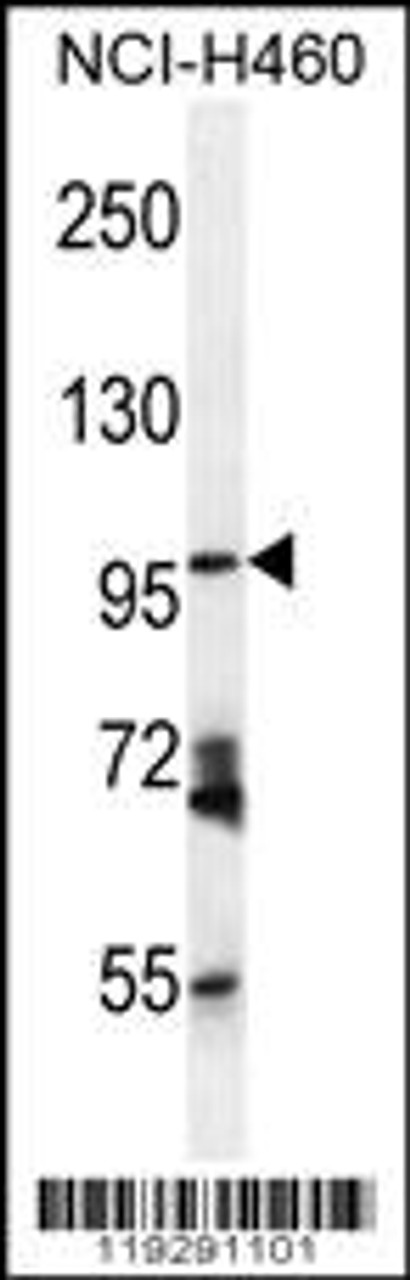 Western blot analysis in NCI-H460 cell line lysates (35ug/lane) .