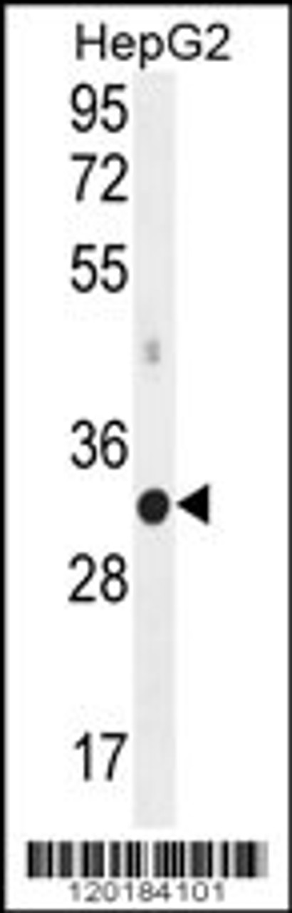 Western blot analysis in HepG2 cell line lysates (35ug/lane) .