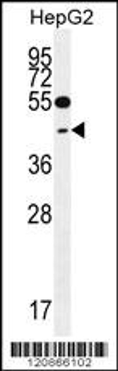 Western blot analysis in HepG2 cell line lysates (35ug/lane) .