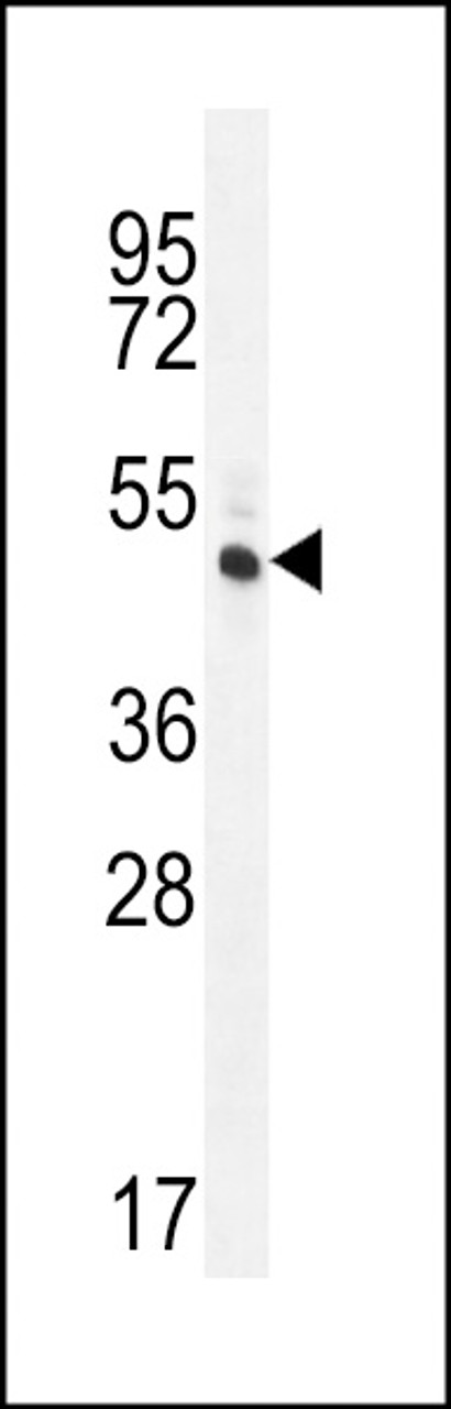 Western blot analysis in HL-60 cell line lysates (35ug/lane) .