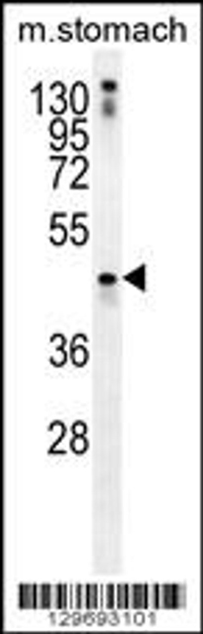 Western blot analysis in mouse stomach tissue lysates (35ug/lane) .