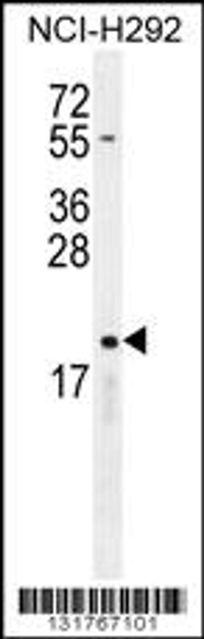 Western blot analysis in NCI-H292 cell line lysates (35ug/lane) .