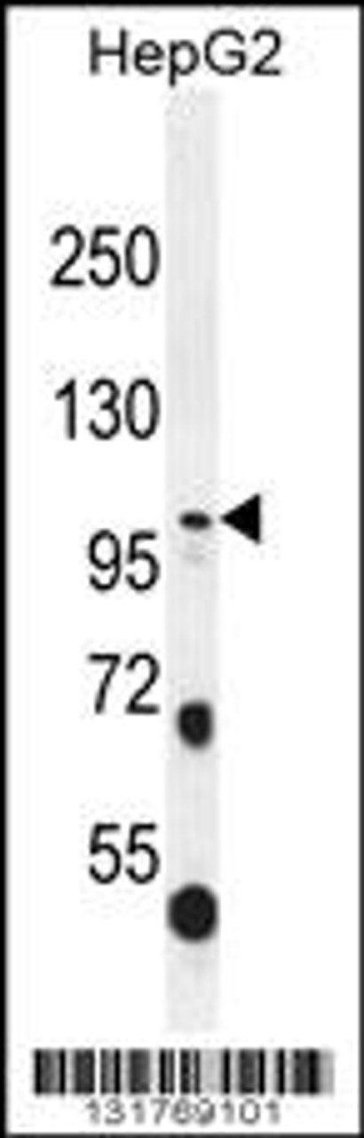 Western blot analysis in HepG2 cell line lysates (35ug/lane) .