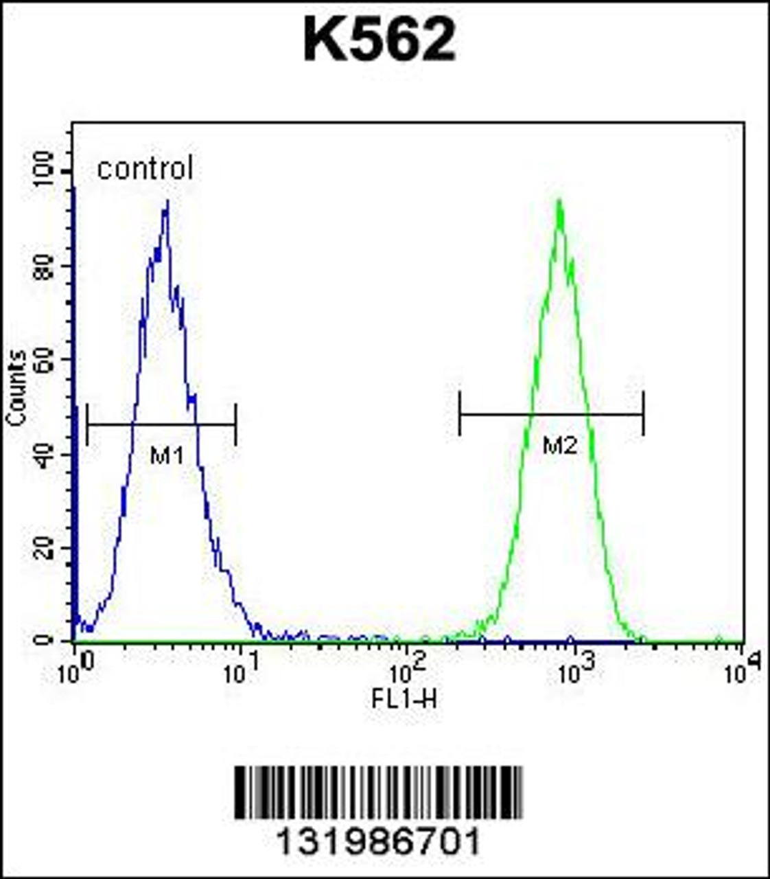 Flow cytometric analysis of K562 cells (right histogram) compared to a negative control cell (left histogram) .FITC-conjugated goat-anti-rabbit secondary antibodies were used for the analysis.