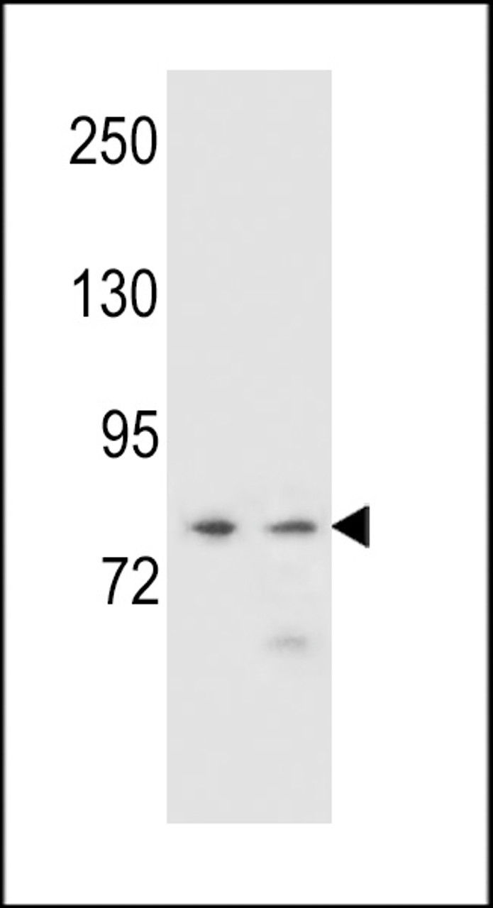 Western blot analysis in NCI-H460, K562 cell line lysates (35ug/lane) .