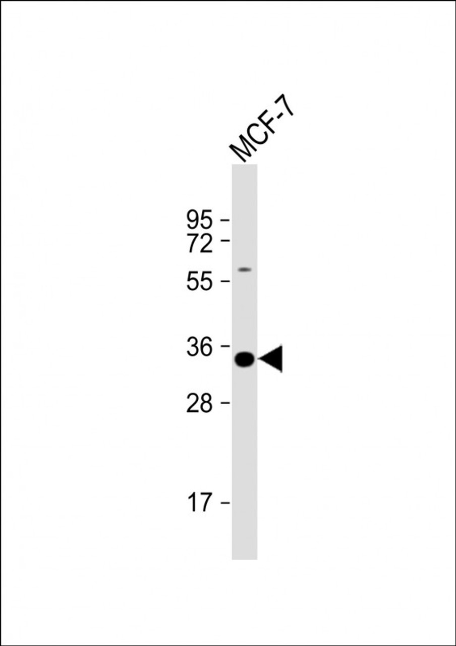 Western Blot at 1:1000 dilution + MCF-7 whole cell lysate Lysates/proteins at 20 ug per lane.