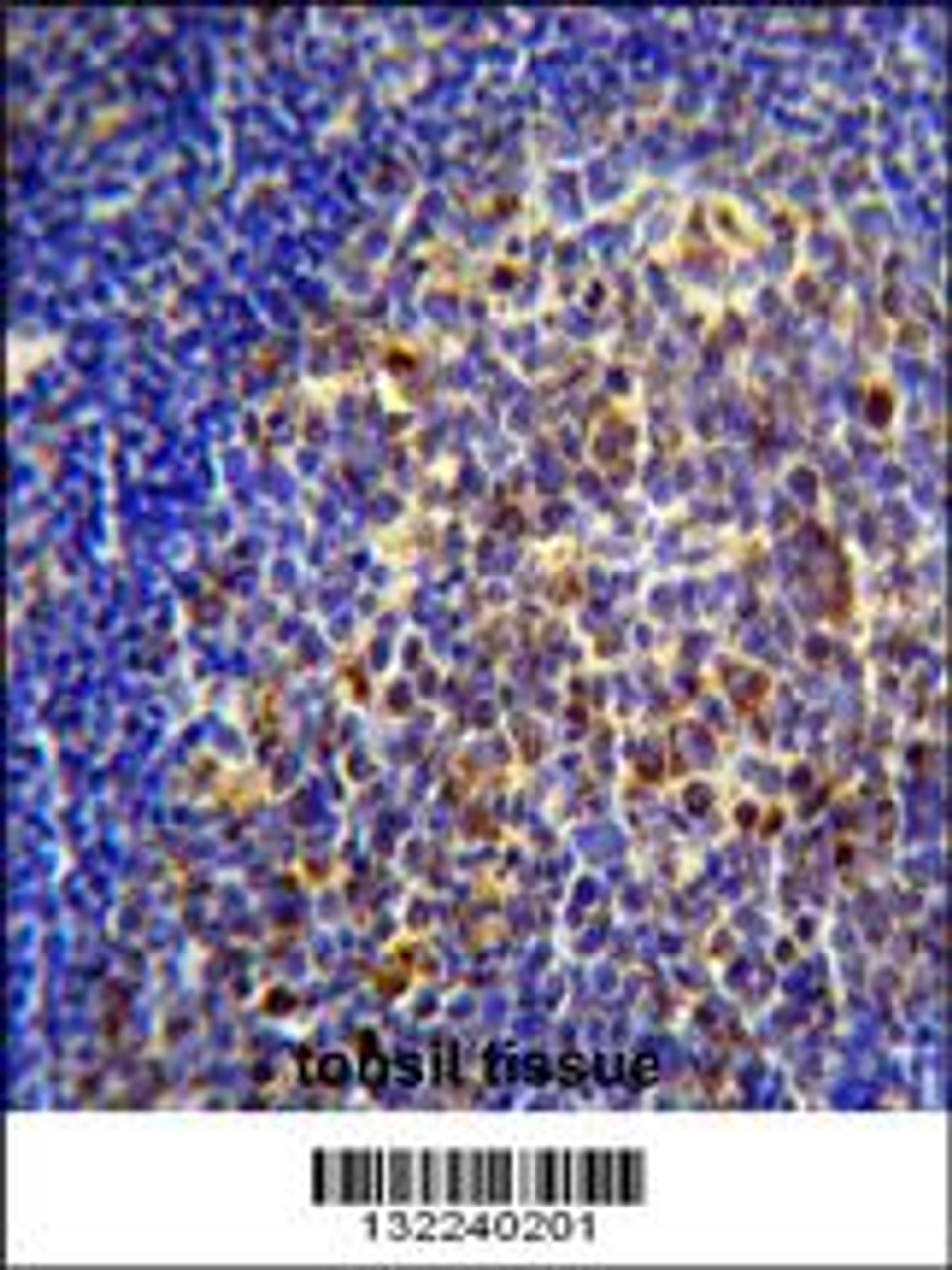 CHRNA10 Antibody immunohistochemistry analysis in formalin fixed and paraffin embedded human tonsil tissue followed by peroxidase conjugation of the secondary antibody and DAB staining.