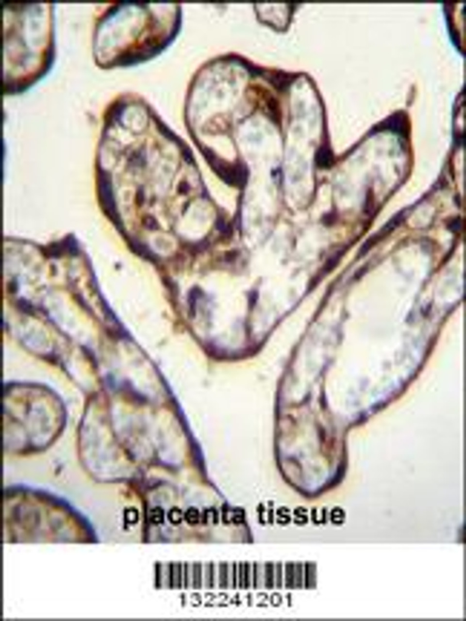 PYGO1 Antibody immunohistochemistry analysis in formalin fixed and paraffin embedded human placenta tissue followed by peroxidase conjugation of the secondary antibody and DAB staining.