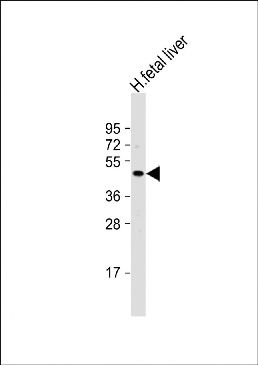 Western Blot at 1:1000 dilution + human fetal liver lysate Lysates/proteins at 20 ug per lane.