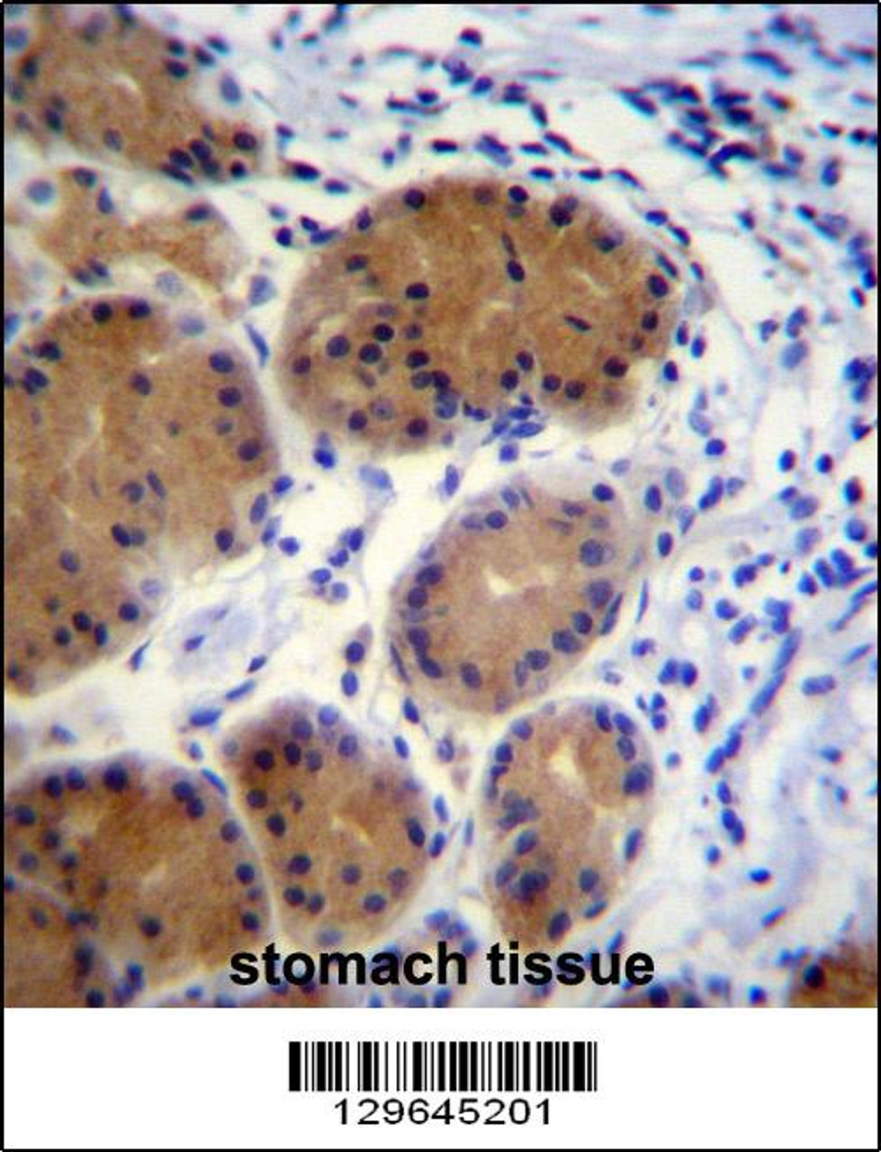 MORN5 Antibody immunohistochemistry analysis in formalin fixed and paraffin embedded human stomach tissue followed by peroxidase conjugation of the secondary antibody and DAB staining.