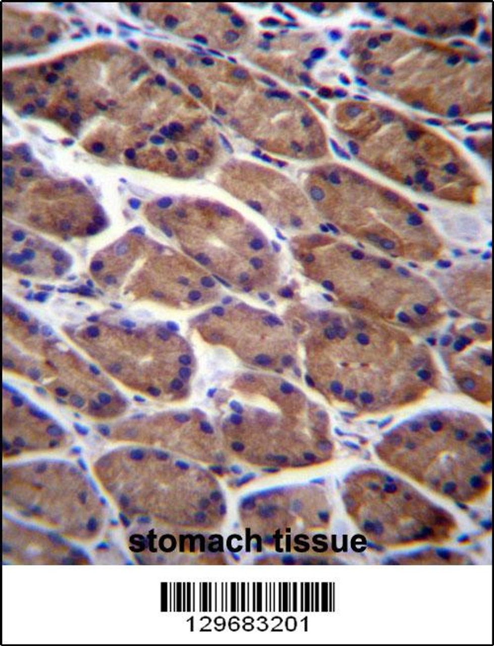 PODNL1 Antibody immunohistochemistry analysis in formalin fixed and paraffin embedded human stomach tissue followed by peroxidase conjugation of the secondary antibody and DAB staining.