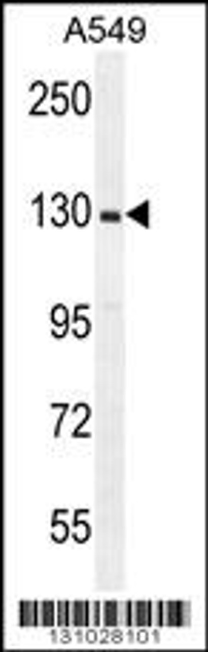 Western blot analysis in A549 cell line lysates (35ug/lane) .