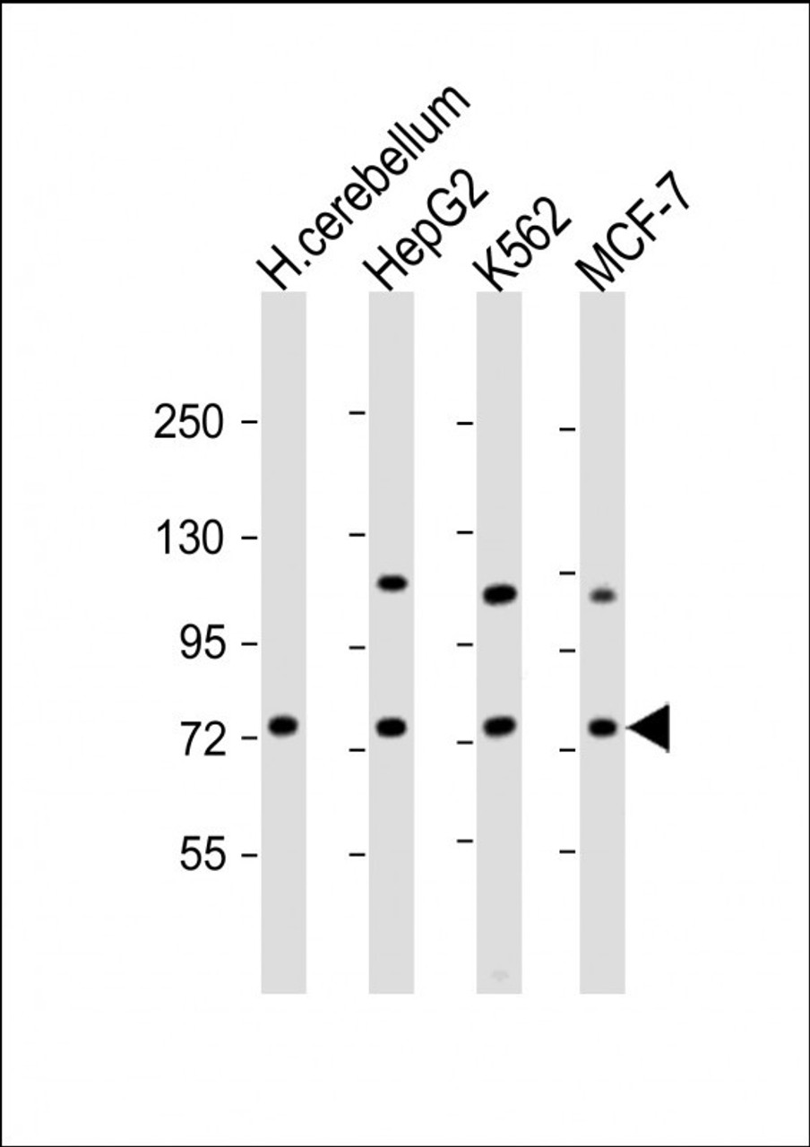 Western Blot at 1:2000 dilution Lane 1: human cerebellum lysate Lane 2: HepG2 whole cell lysate Lane 3: K562 whole cell lysate Lane 4: MCF-7 whole cell lysate Lysates/proteins at 20 ug per lane.